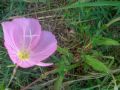 Oenothera speciosa